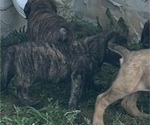 Puppy Chunky Monkey Mastiff