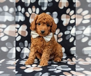 Poodle (Miniature) Puppy for sale in NEW PROVIDENCE, PA, USA