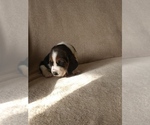 Small Photo #20 Basset Hound Puppy For Sale in PETERSBURG, IN, USA