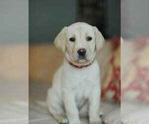 Labrador Retriever Puppy for sale in CAMBRIDGE CITY, IN, USA