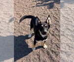 Small #1 German Shepherd Dog Mix