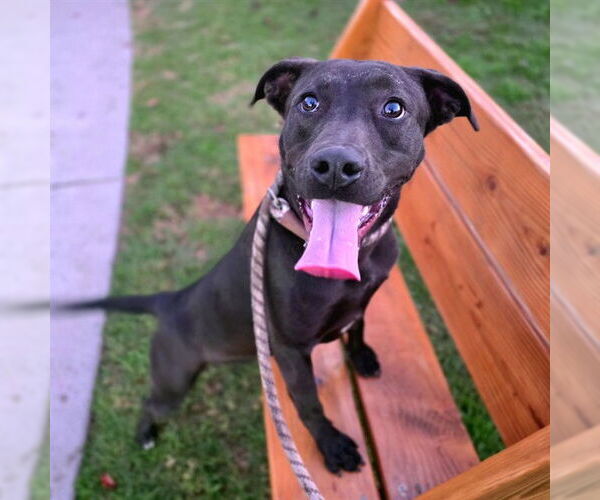 Medium Photo #1 Labrador Retriever-Unknown Mix Puppy For Sale in Long Beach, CA, USA