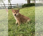 Small #3 Shiba Inu