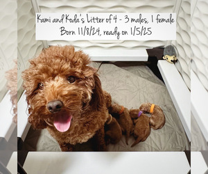 Poodle (Toy) Litter for sale in RIVERSIDE, CA, USA