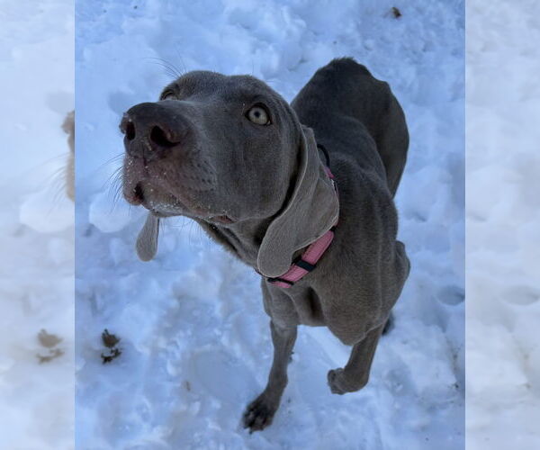 Medium Photo #8 Weimaraner Puppy For Sale in Brewster, NY, USA