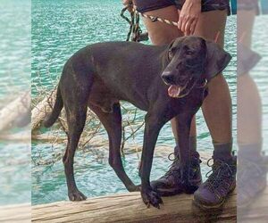 Stanley Martin Steele - Male Plott Hound-Weimaraner Mix Dog for Adoption - Photo #8