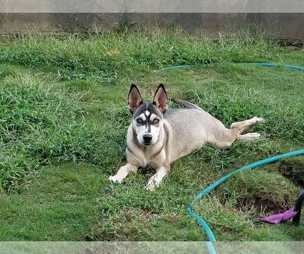 Medium Photo #4 Siberian Husky-Unknown Mix Puppy For Sale in San Diego, CA, USA