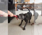 Small #6 Bulldog Mix