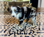 Small Photo #126 Miniature Australian Shepherd Puppy For Sale in SALISBURY, NC, USA