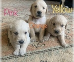 Small Photo #4 Golden Retriever Puppy For Sale in HIDDENITE, NC, USA