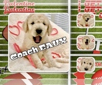 Small Photo #37 Goldendoodle-Poodle (Standard) Mix Puppy For Sale in BATON ROUGE, LA, USA