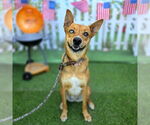 Small #3 German Shepherd Dog Mix
