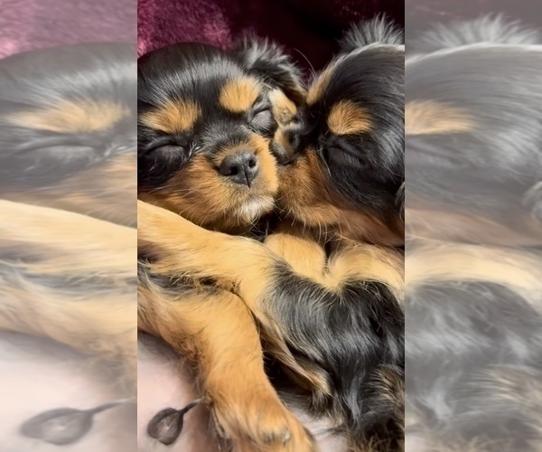 Medium Photo #3 Cavalier King Charles Spaniel Puppy For Sale in CRYSTAL LAKE, IL, USA