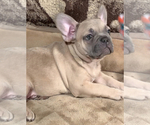 Small Photo #9 French Bulldog Puppy For Sale in MEDFORD, OR, USA