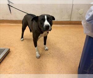 Mutt Dogs for adoption in Martinez, CA, USA