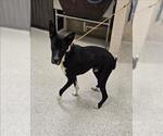 Small Borador