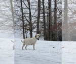 Small Photo #1 Labrador Retriever Puppy For Sale in LOUISBURG, NC, USA