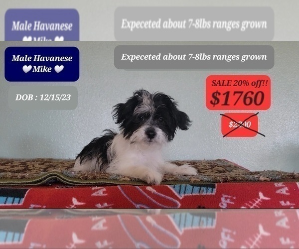 Medium Photo #3 Havanese Puppy For Sale in TUCSON, AZ, USA