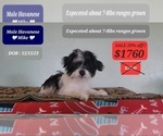 Small Photo #3 Havanese Puppy For Sale in TUCSON, AZ, USA