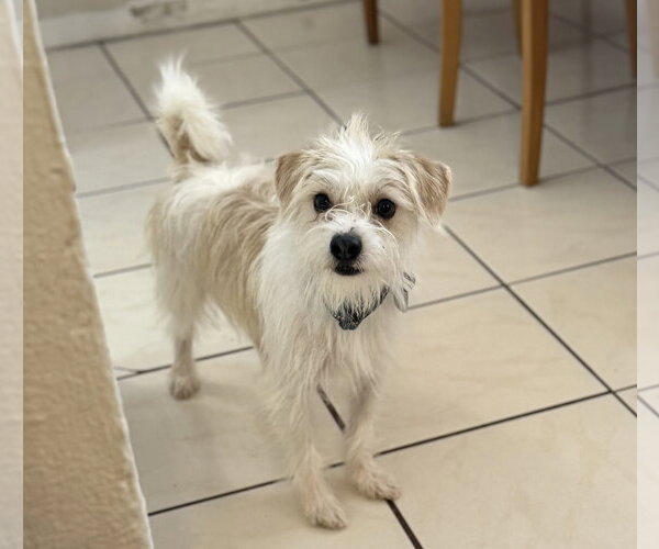 Medium Photo #2 Cairmal Puppy For Sale in Phoenix, AZ, USA