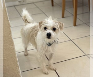 Zevo - Male Cairmal Dog for Adoption - Photo #2