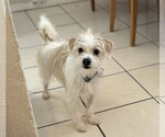 Small Photo #2 Cairmal Puppy For Sale in Phoenix, AZ, USA