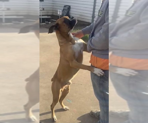 Medium Photo #4 Boxer Puppy For Sale in Austin, TX, USA