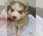 Small #6 Siberian Husky