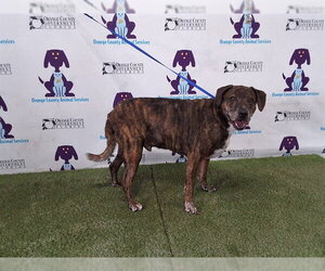 Mutt Dogs for adoption in Orlando, FL, USA