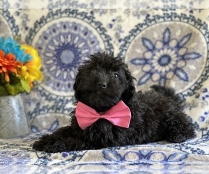 Poodle (Toy) Puppy for sale in LANCASTER, PA, USA
