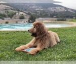 Small Photo #8 Goldendoodle Puppy For Sale in LONG BEACH, CA, USA