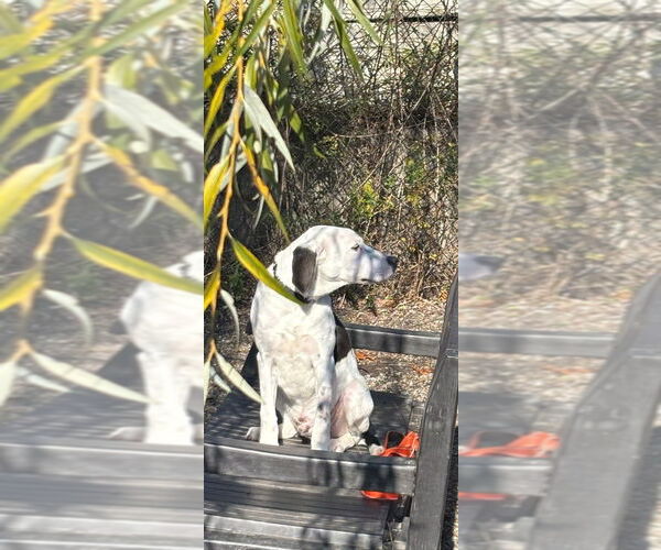 Medium Photo #2 Mutt Puppy For Sale in Elmsford, NY, USA