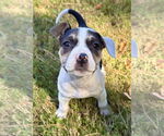 Small #1 American Staffordshire Terrier Mix