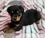 Small #4 Rottweiler