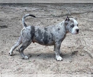 American Staffordshire Terrier-English Bulldog Mix Puppy for sale in FAIRBURN, GA, USA