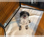 Small #1 Maltese Mix