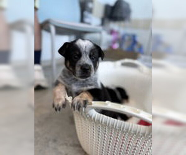 Medium Photo #5 Mutt Puppy For Sale in Sebec, ME, USA