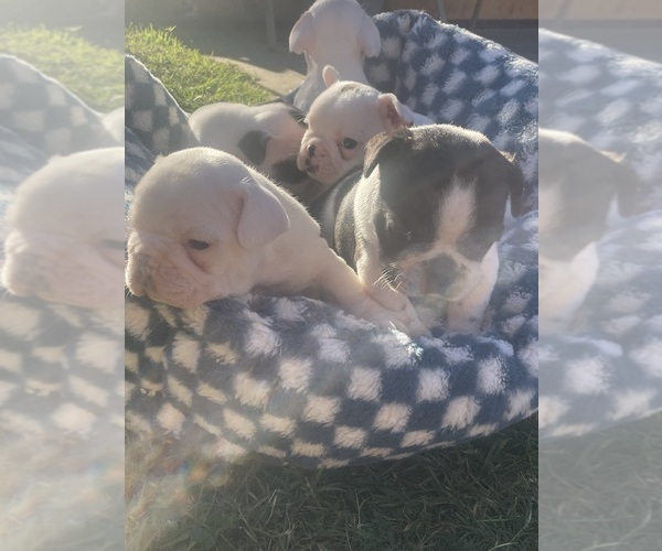 Medium Photo #32 French Bulldog Puppy For Sale in ARLETA, CA, USA