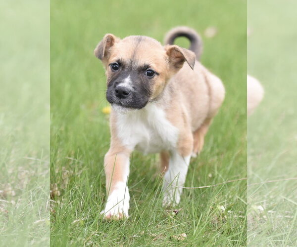 Medium Photo #2 Chihuahua-Unknown Mix Puppy For Sale in Mechanicsburg, PA, USA