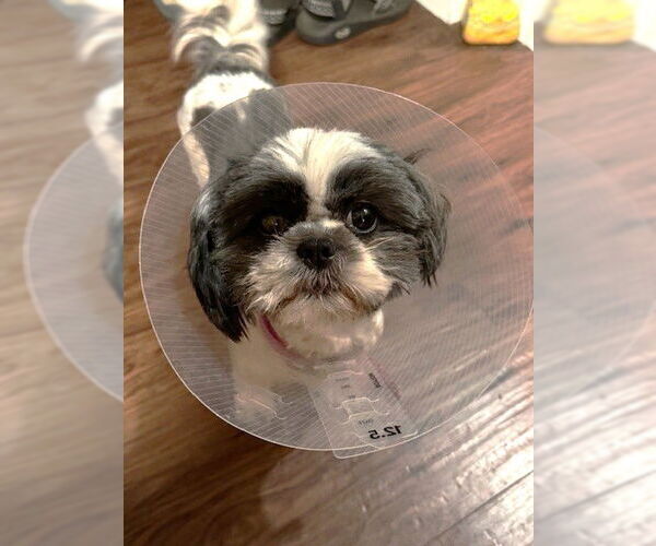 Medium Photo #2 Shih Tzu Puppy For Sale in St. Louis Park, MN, USA