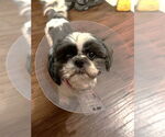Small #1 Shih Tzu