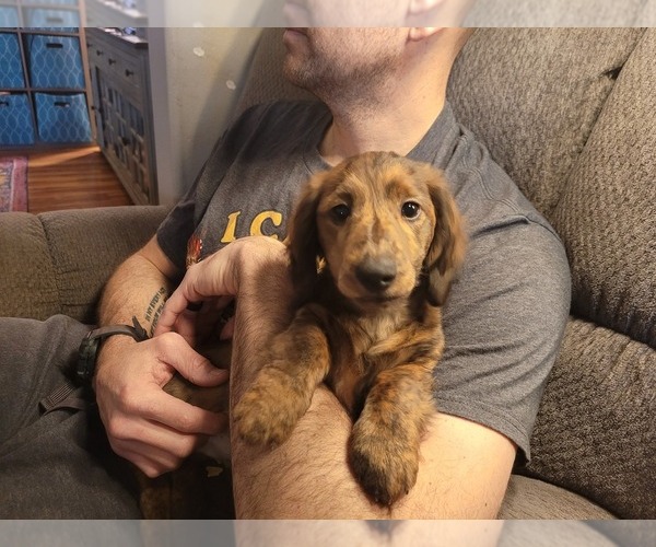 Medium Photo #3 Dachshund Puppy For Sale in YELM, WA, USA