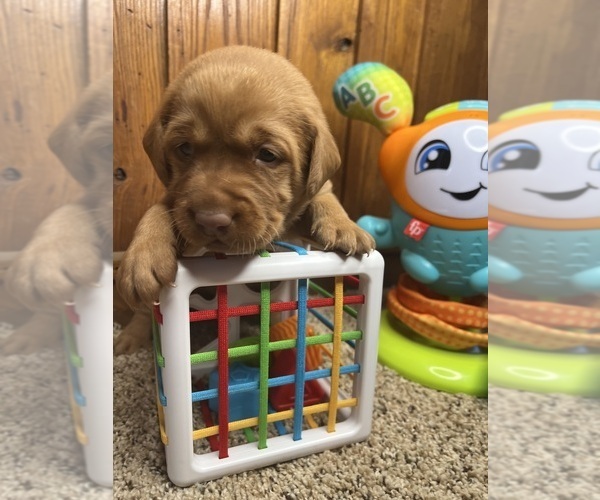 Medium Photo #10 Labrador Retriever Puppy For Sale in NEOLA, WV, USA