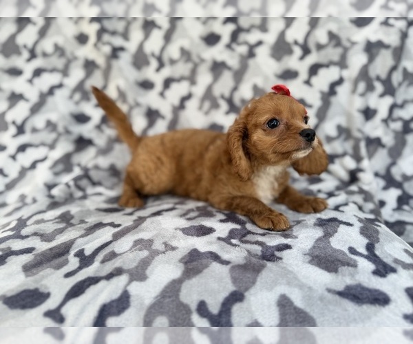 Medium Photo #4 Cavapoo (Miniature) Puppy For Sale in LAKELAND, FL, USA