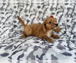 Small #3 Cavapoo (Miniature)