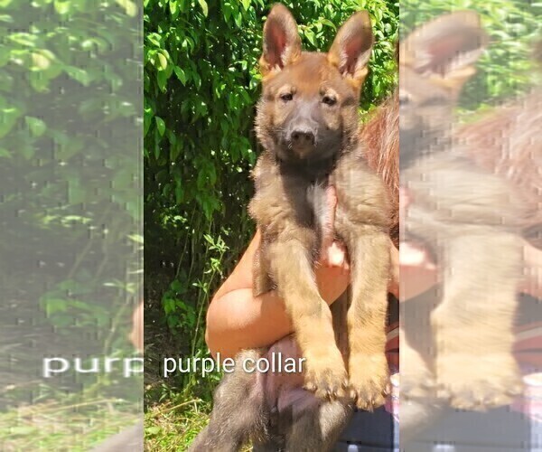 Medium Photo #2 German Shepherd Dog Puppy For Sale in BEAVER FALLS, PA, USA