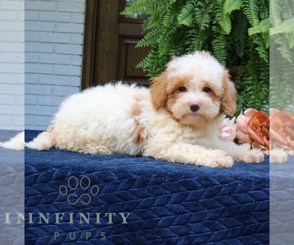 Medium Photo #3 Cavapoo Puppy For Sale in PARADISE, PA, USA
