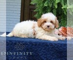 Small #2 Cavapoo