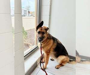 German Shepherd Dog-Unknown Mix Dogs for adoption in Plymouth, MN, USA