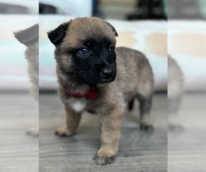 Medium Malinois